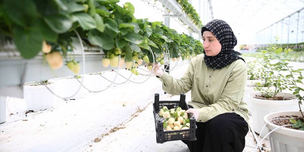 Yapay zeka desteğiyle beyaz çilek üretimi! 5 ülke kapış kapış alıyor 3